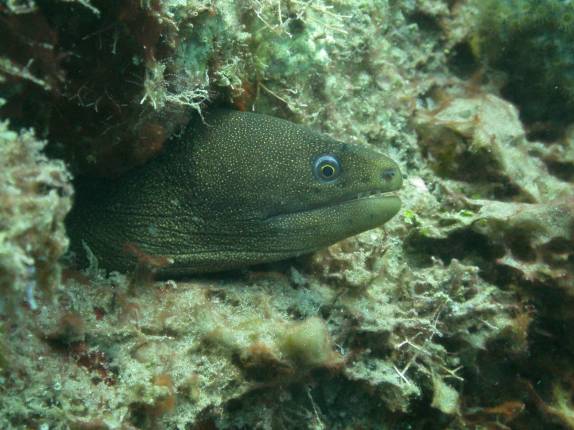 Moréia entocada nos corais de Three Anchors, em Montserrat, no Caribe